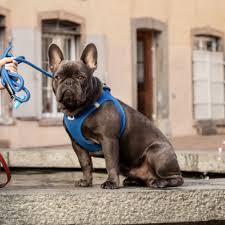 DOOGY T-SHIRT HARNESS TAHITI BLUE XSMALL